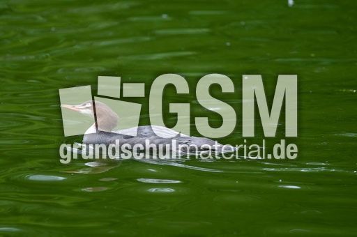 Gänsesäger (2 von 7).jpg